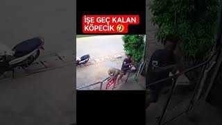 5 Dk Geç Kaldım Ğlence Öpek