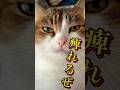 イライラ💢から〜のイナズマ⚡️🙀 #イライラ #ねこ動画 #猫のいる暮らし #inzm #猫好きさんと繋がりたい #cat #shorts