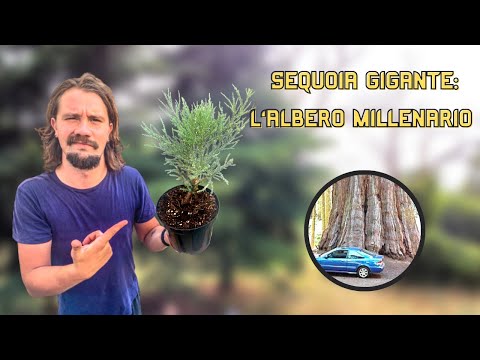 Video: Perché le sequoie giganti crescono così grandi?