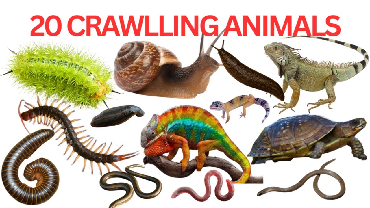 20 रेंगने वाले जीवों के नाम | Learn Crawling Animals Name With Pictures | Crawlling Animal |
