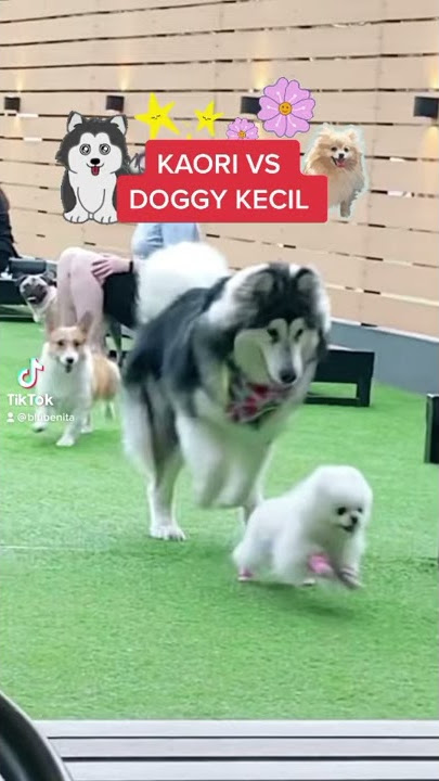 KAORI VS DOGGY KECIL (KAORI ISENG BANGET😂)