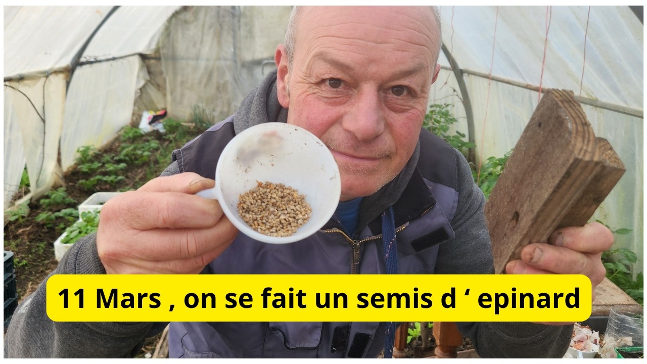 Mon conseil  : pour  semer  les épinards  en extérieur 