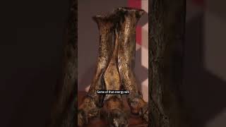 Could You Outrun a T Rex? with David Hone #shorts #sciencelecture #dinosaurs