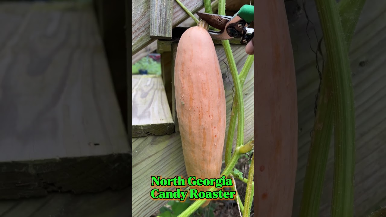 North Georgia Candy Roaster Harvest | Zone 8A 