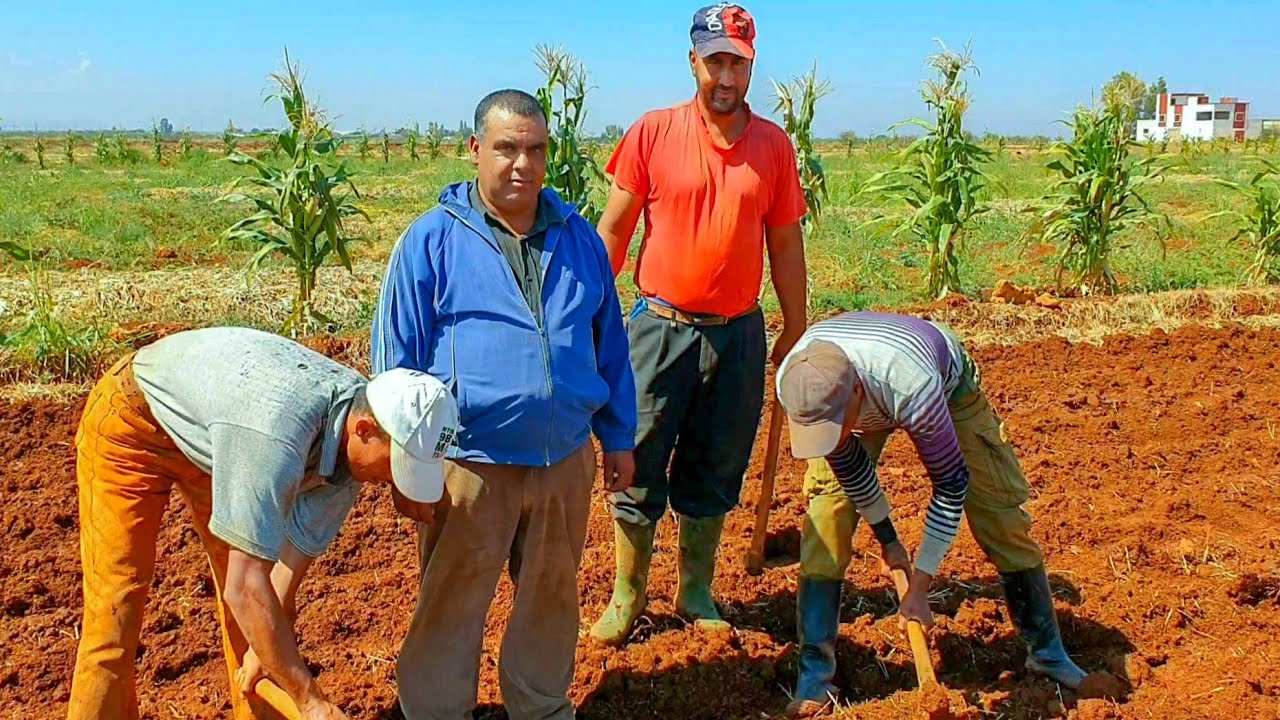 ابن لالة حادة يشارككم طريقة زراعة البطاطس مع العمال