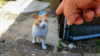路地裏で出会った猫を撫でると他の猫も撫でられにやってきた