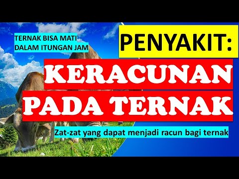 Penyakit: Keracunan Pada Ternak