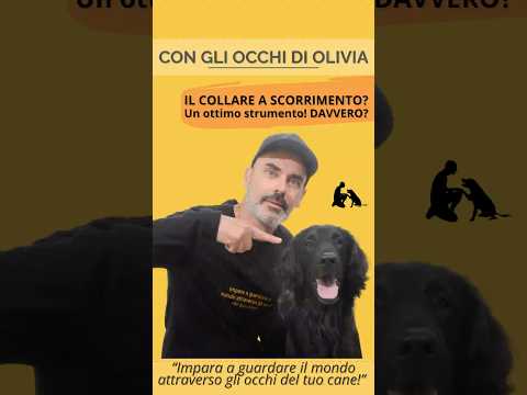IL COLLARE A SCORRIMENTO É UN OTTIMO STRUMENTO! Davvero? #dog #pets #shortvideo #puppy #love
