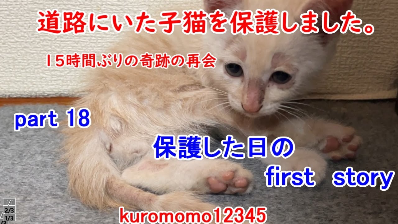 道路にいた子猫を保護しました 15時間ぶりの奇跡の再会 保護した日の First Story 18 Youtube