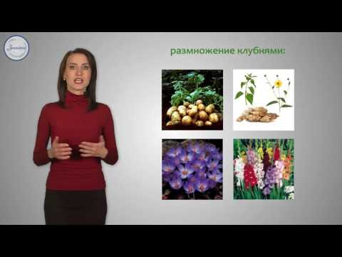 18 Биология 6 кл Вегетативное размножение
