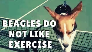 NO EXERCISE With a BEAGLE ¦ PipasTheBeagle by Pipas The Beagle 326 views 5 years ago 1 minute, 6 seconds