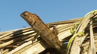 Chameleon Delight Basking By The Magic