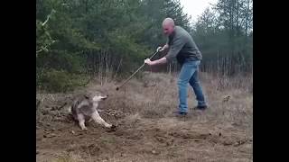 Good Guy Bravely Rescues Wolf From Trap