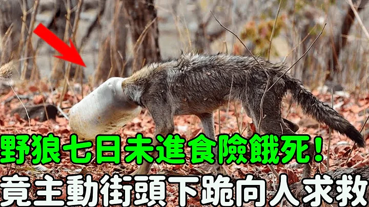 野狼卡頭七日險餓死！竟主動走進小鎮向人求救，被救後的舉動讓人意外...#奇跡 #救助 #野狼 #自然觀察日記 - 天天要聞