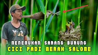 Mencari Dan Menemukan Sarang Burung Cici Padi Merah Salome Di Semak Semak