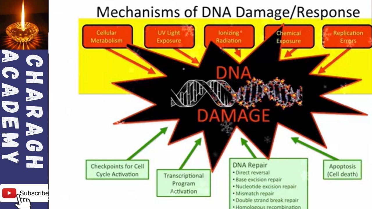 DNA Damage - What is DNA damage and describe the mechanism of DNA ...