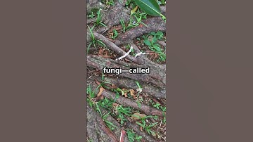 The Secret Language of Trees: Wood Wide Web #funfacts