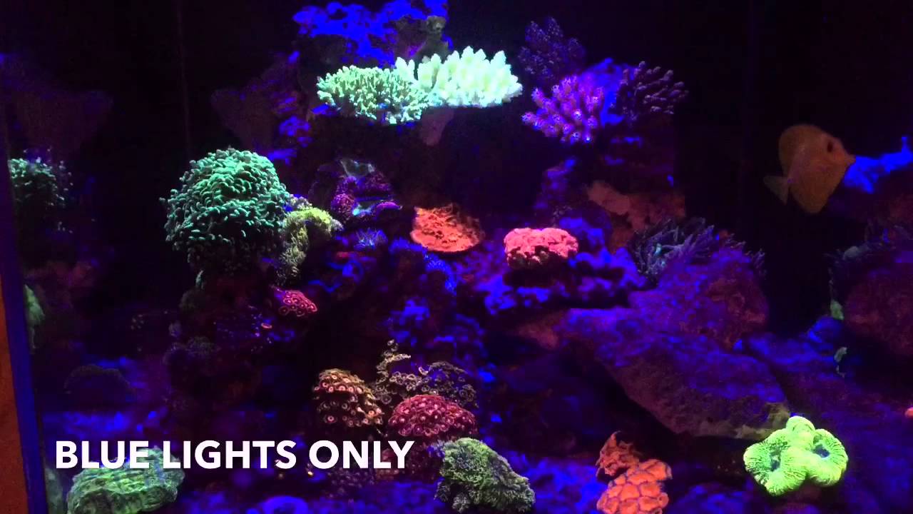 Franklin's Reef Aquarium CADE HL600 11/2015 YouTube