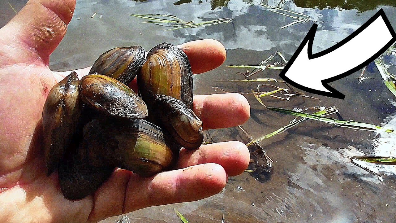 Как Рыба реагирует на Ракушку - Перловицу? Подводная съемка