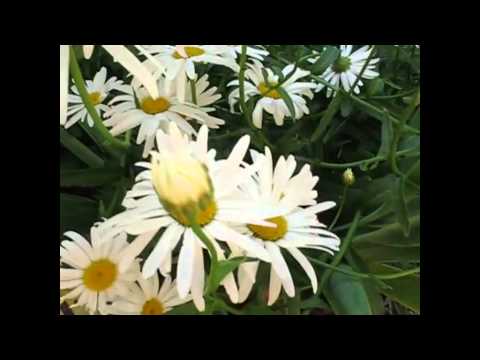 David Dundas — DAISY STAR. David Dundas
