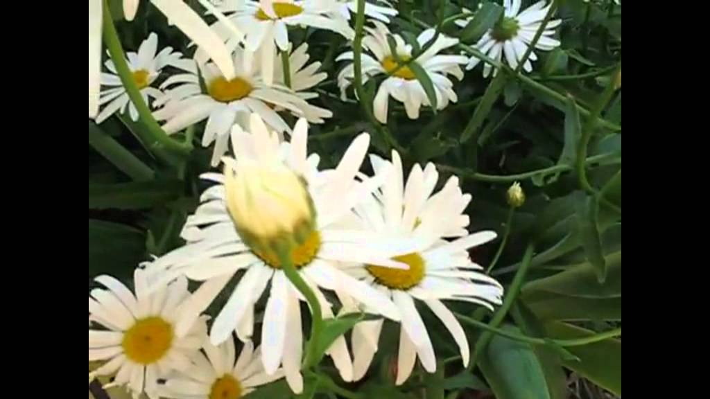 DAISY STAR. David Dundas