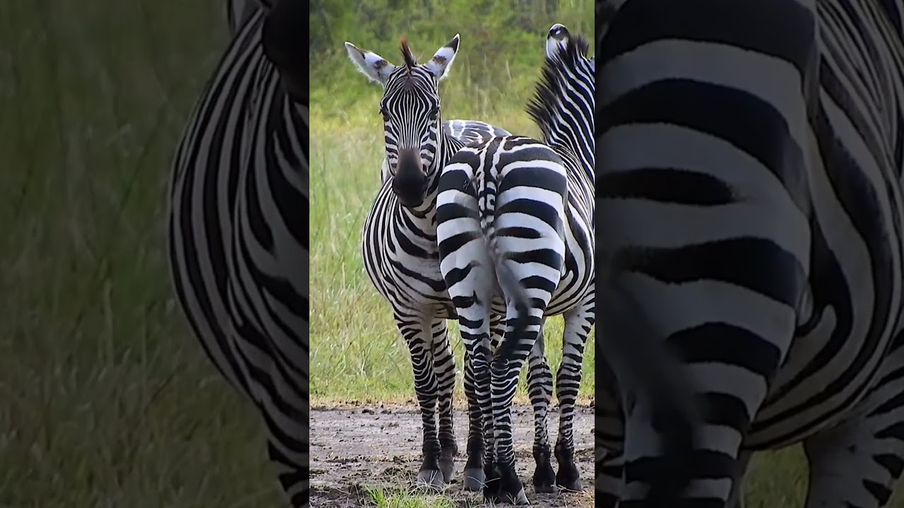 Why do zebras have stripes? Because they don't want to be spotted! -  Morukuru Family