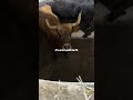 Tremenda la vaca en corrales de Onda de Germán Vidal 🤟
