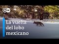 Una manada en Chihuahua