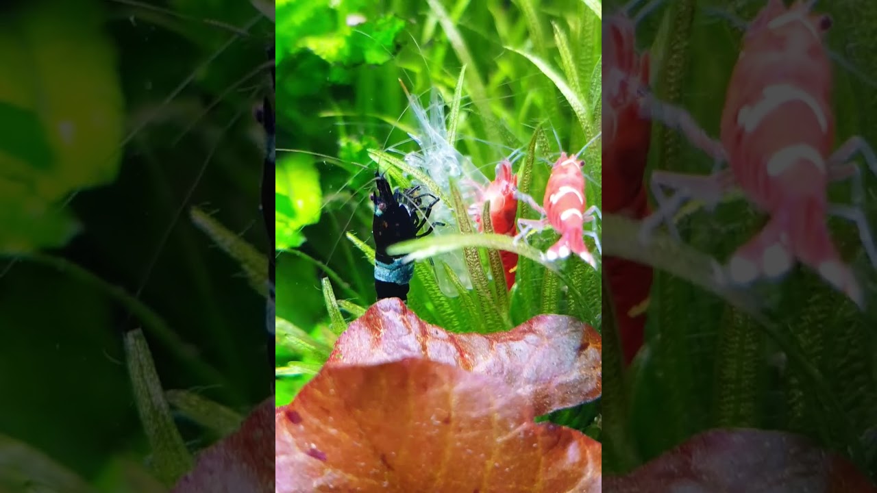 Taiwan Bee Shrimp: Non-Waste Production