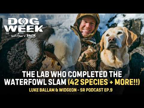The Lab Who Completed The Waterfowl Slam + MORE!! | Split Reed Podcast Ep. 9