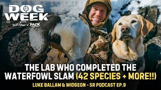 The Lab Who Completed The Waterfowl Slam + MORE!! | Split Reed Podcast Ep. 9