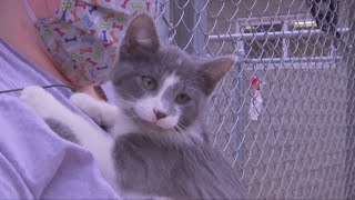 Kanawha-Charleston Humane Association running with reduced staff after brush with COVID-19