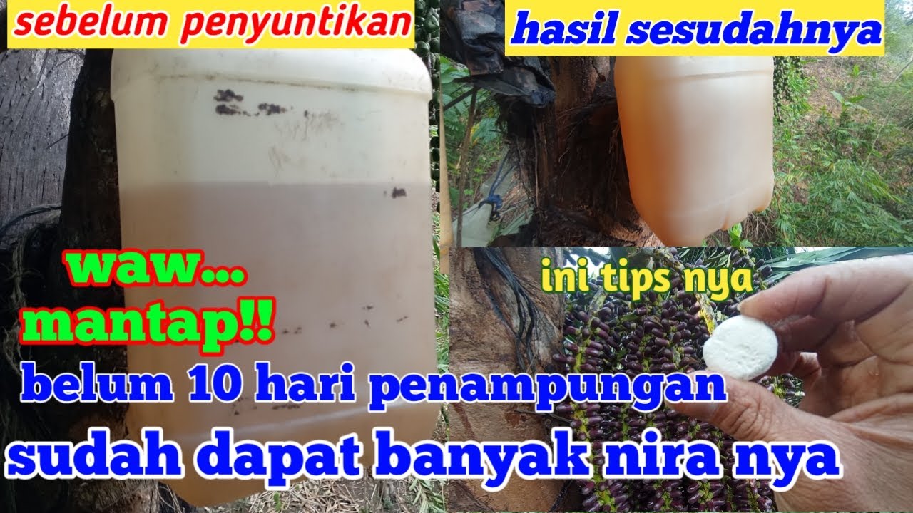 Setelah di Potong Air Nira Sedikit Terus? Gunkan Bahan ini. Cara Menggunakan Ragi di Batang Pohon