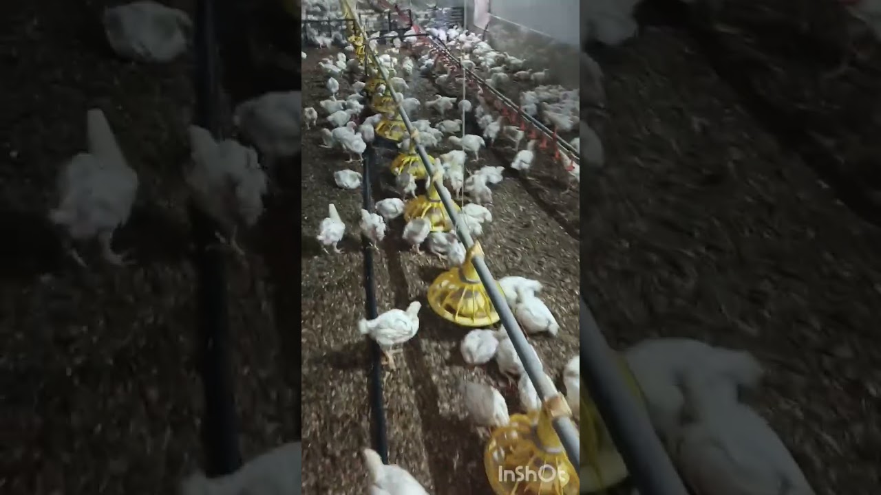 How to increase humidity in broiler chiken