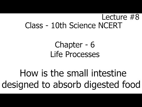 Video how is the small intestine designed to absorb digested... - youtube