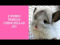 5 weird things chinchillas do, what owning a chinchilla is really like