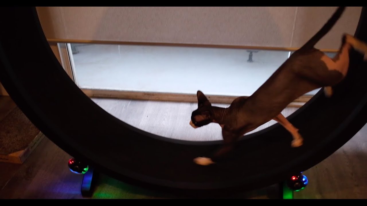 sphynx cat wheel