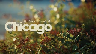 Sights & Sounds of Spring in Chicago (Sony A7CII) @StevenSchultz