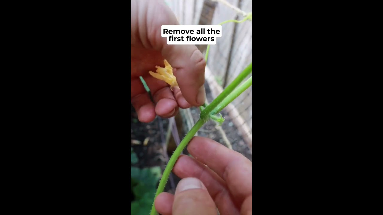 Grow WAY More Cucumbers With These Tips Howtogrowcucumbers Cucumbertips Growingcucumbers