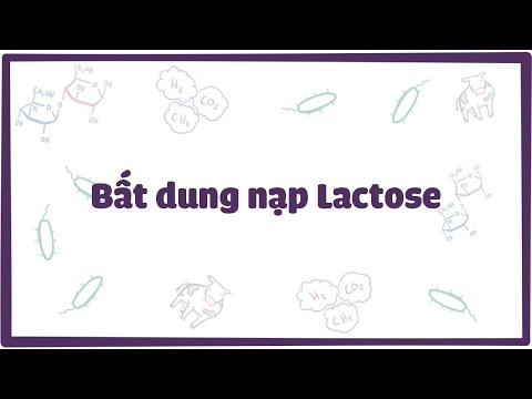 Video: Điều nào sau đây chịu trách nhiệm cho sự tồn tại của lactase?