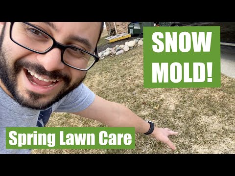 Is my grass dead? // 😱 I&rsquo;ve got TONS of snow mold! // Spring Lawn Care // 2021 Lawn Care Plans