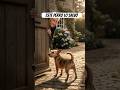 Este perro lo salvó de una visita inesperada #feedshorts #perros #perro #fypyoutube #animales