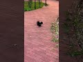 squirrel enjoying a peanut #squirrellife #videovlog
