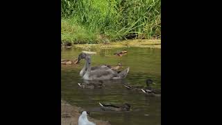 swan family canon r7 4k