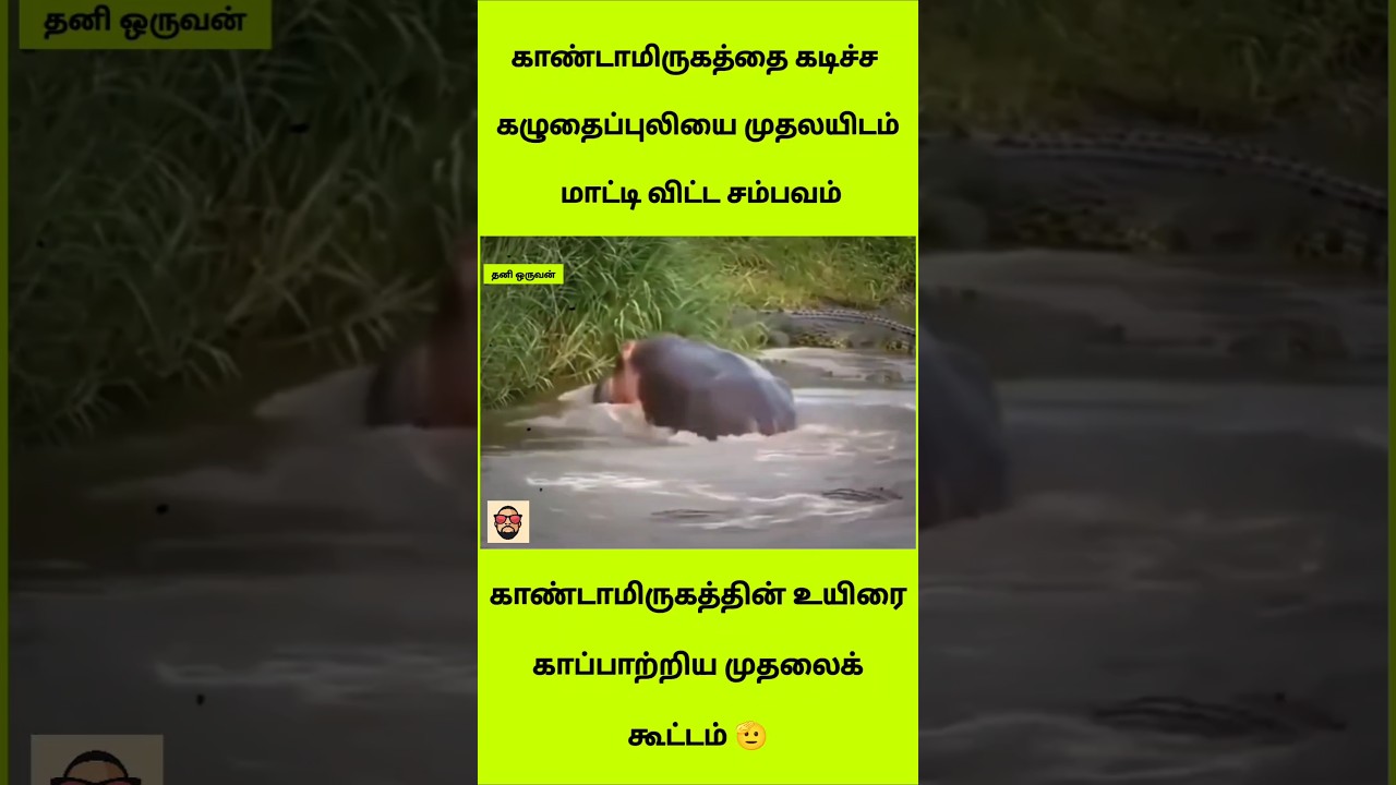 ​😱 காண்டாமிருகத்தை கடித்த கழுதைப்புலி.. முதலையிடம் மாட்டி விட்ட செம்ம சம்பவம்!