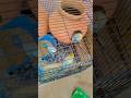 budgies parrotbreeding progress in  April month#budgie #budgiesparrotbreeding #budgies #breedingpair