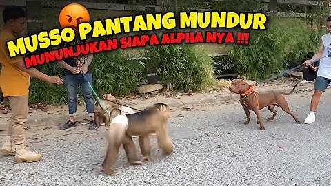 S4D1Sss , MUSSO GIGIT BERUK MONSTER MILIK AUDREY ‼️ BASTIAN SER4NGg Musso