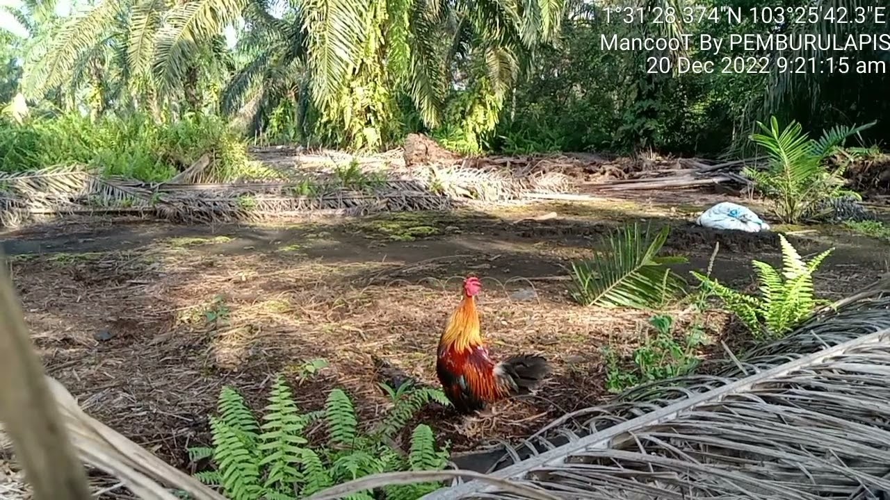 PIKAT AYAM HUTAN JOHOR #MancooT Seni Permainan Class...