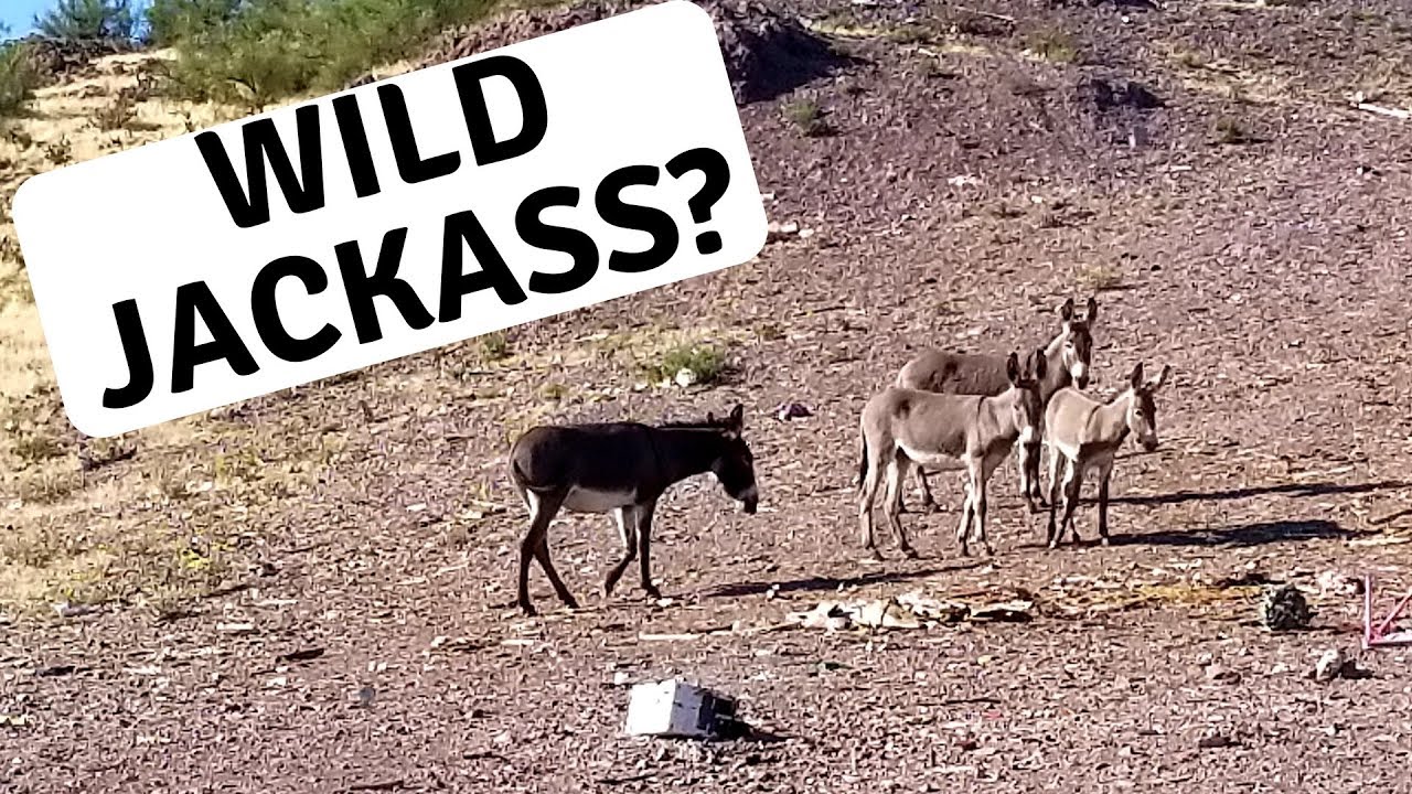 Wild Donkeys in the Arizona Desert? YouTube