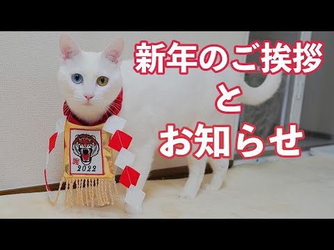 新年のご挨拶とお知らせ（猫がおせち料理を食べながらのご報告）